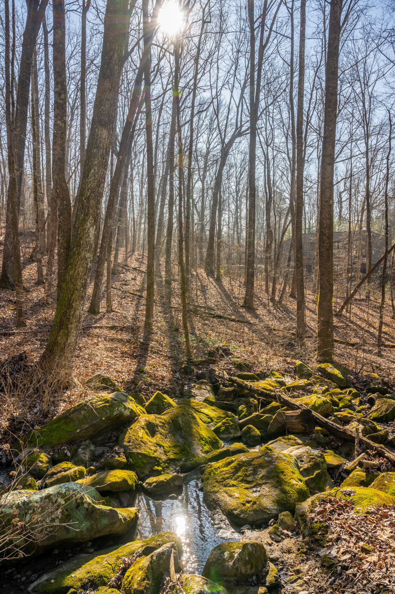 4 Jane Cove Road Signal Mountain, TN 37377 - Photo 9 of 63 Exterior Features