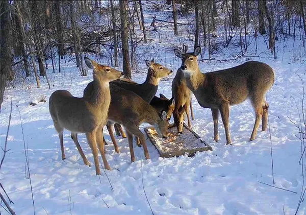 $735,000 | 2144 Crooked Creek Drive, Kearney, MO 64060