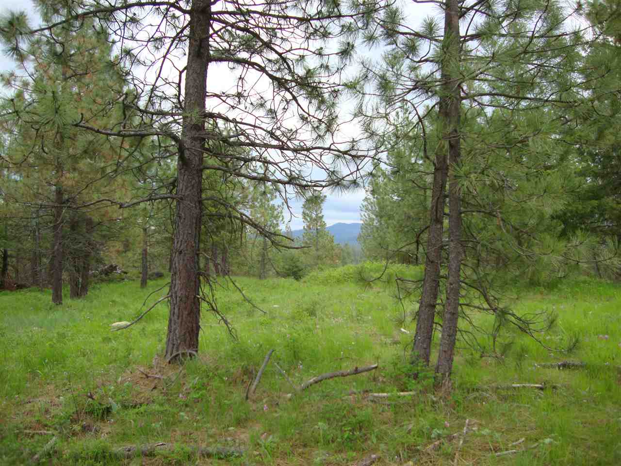 38821 North Madison Road Elk, WA 99009 - Photo 14 of 20