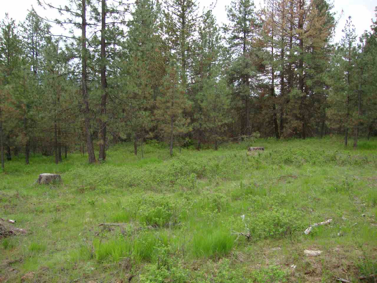 38821 North Madison Road Elk, WA 99009 - Photo 15 of 20