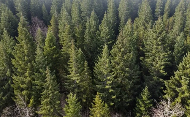 $75,000 | 730 Northeast Black Bear Road, Belfair, WA 98528