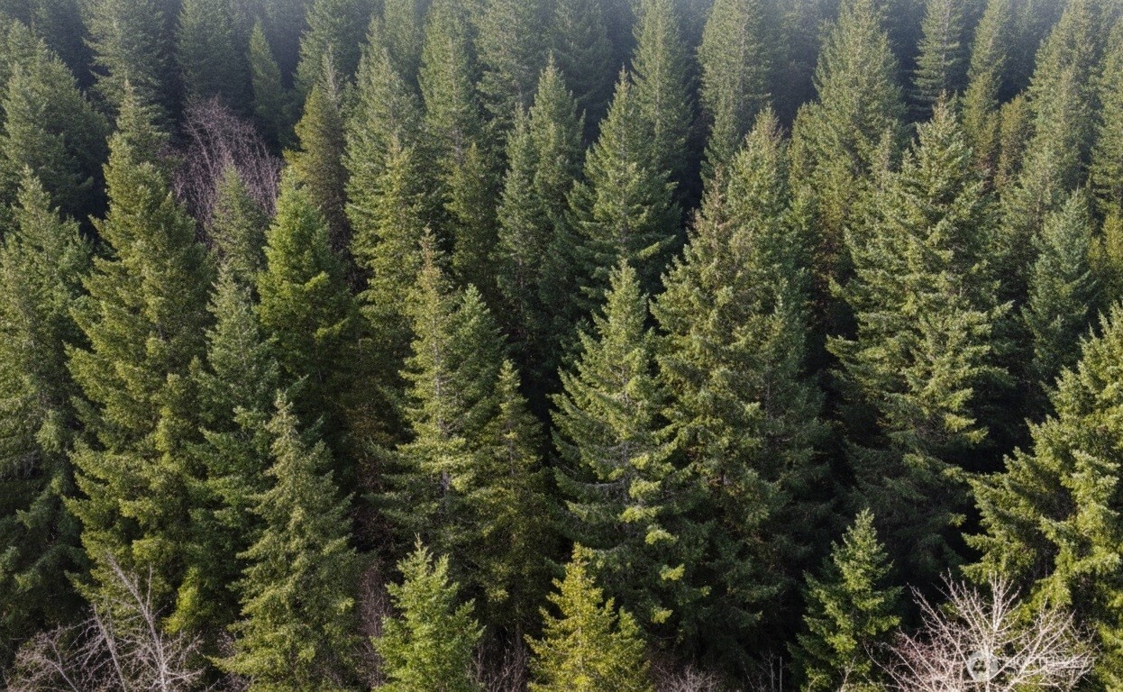 a close up of a plant