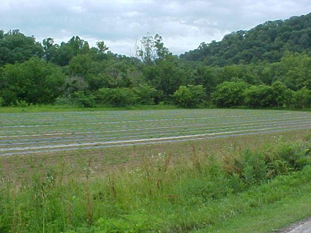 291 North Upper River Road Livingston, KY 40445 - Photo 1 of 1 Photo 1