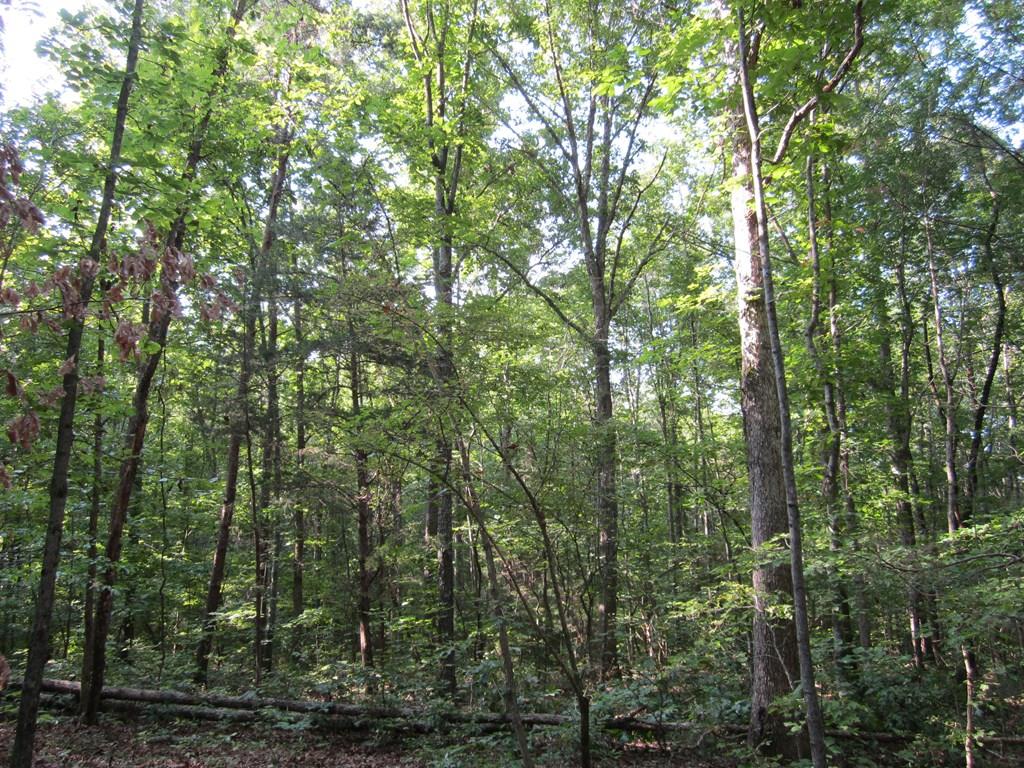 633 Rock Mill Road, Unit 3 Dillwyn, VA 23936 - Photo 1 of 1 Gallery Image 1