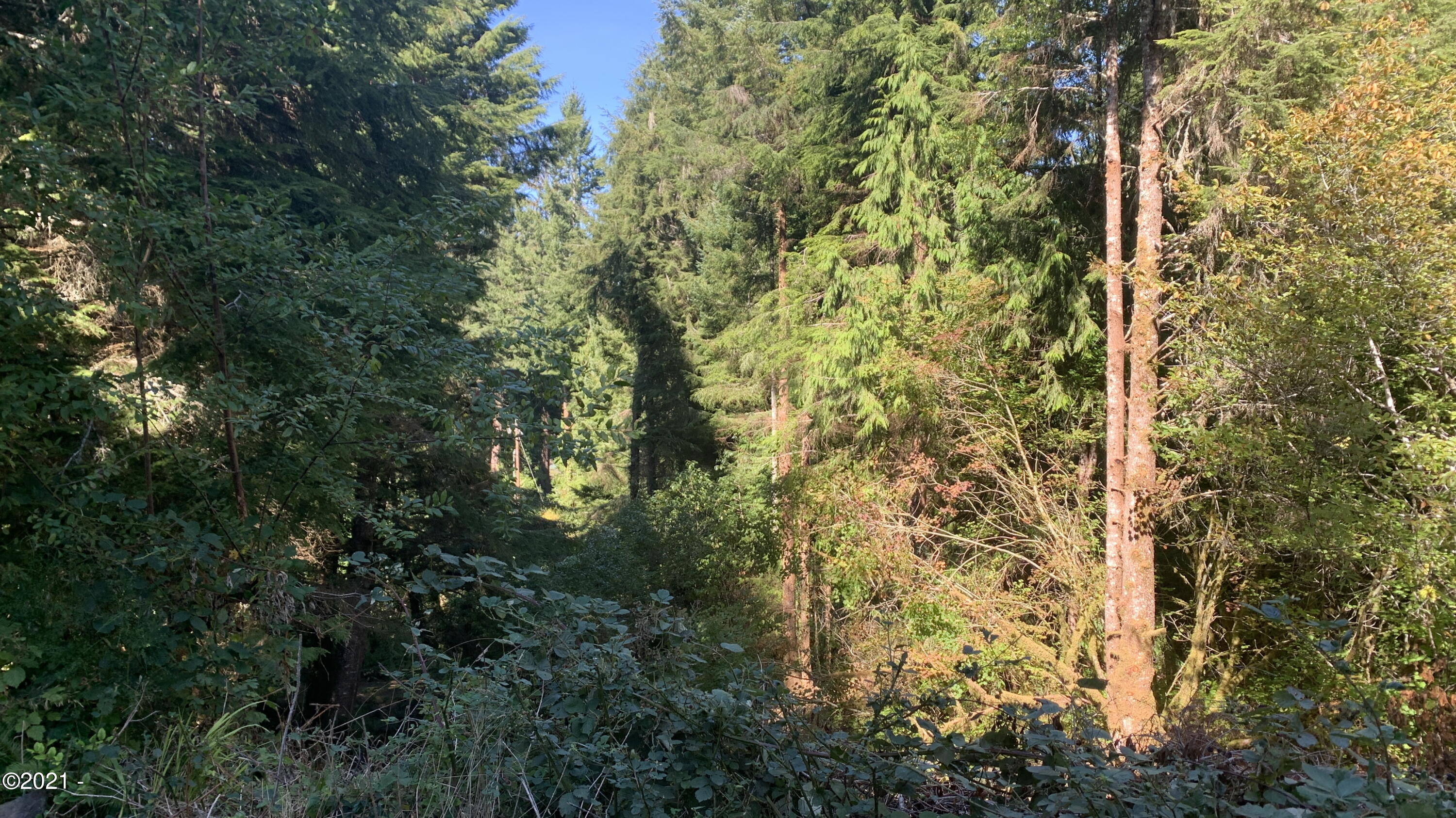 271 East Darkey Creek Road Waldport, OR 97394 - Photo 25 of 26 Backyard