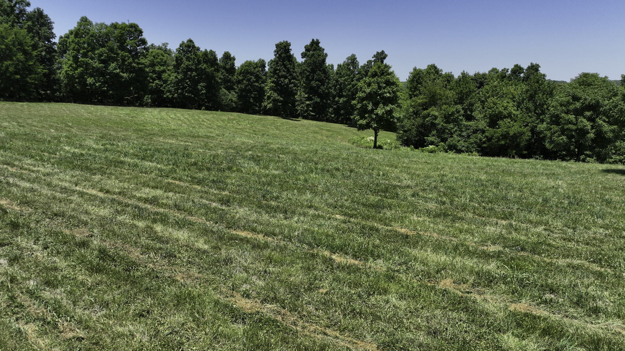 7840 West Lick Creek Road Primm Springs, TN 38476 - Photo 3 of 20 a big yard with lots of green space