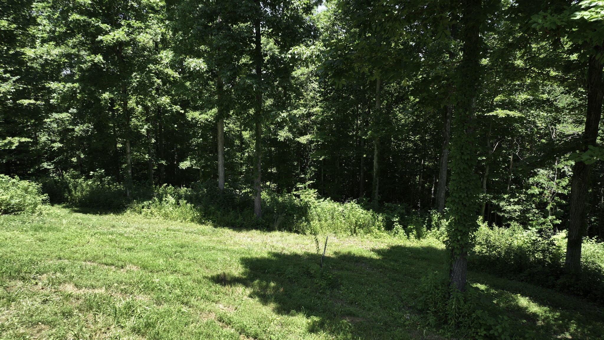 7840 West Lick Creek Road Primm Springs, TN 38476 - Photo 5 of 20 a backyard of a house with lots of green space