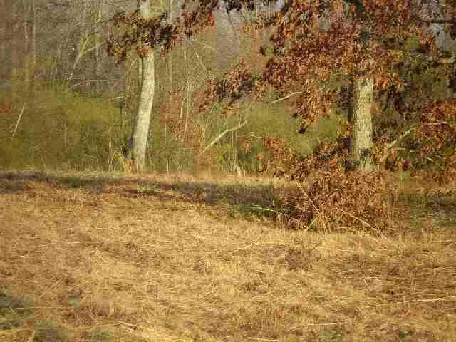 14 Hammons Road Travelers Rest, SC 29690 - Photo 4 of 7