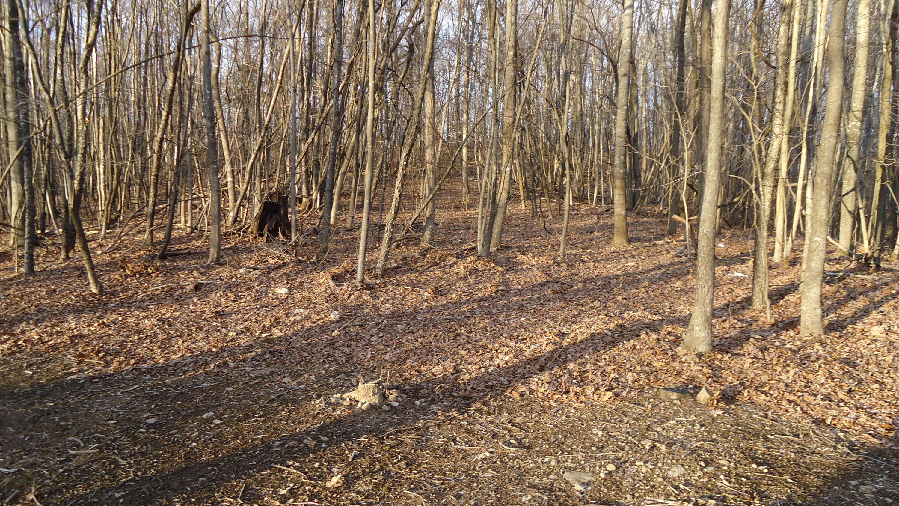 237 Cedar Bluff Road Buchanan, VA 24066 - Photo 21 of 30 Land 2