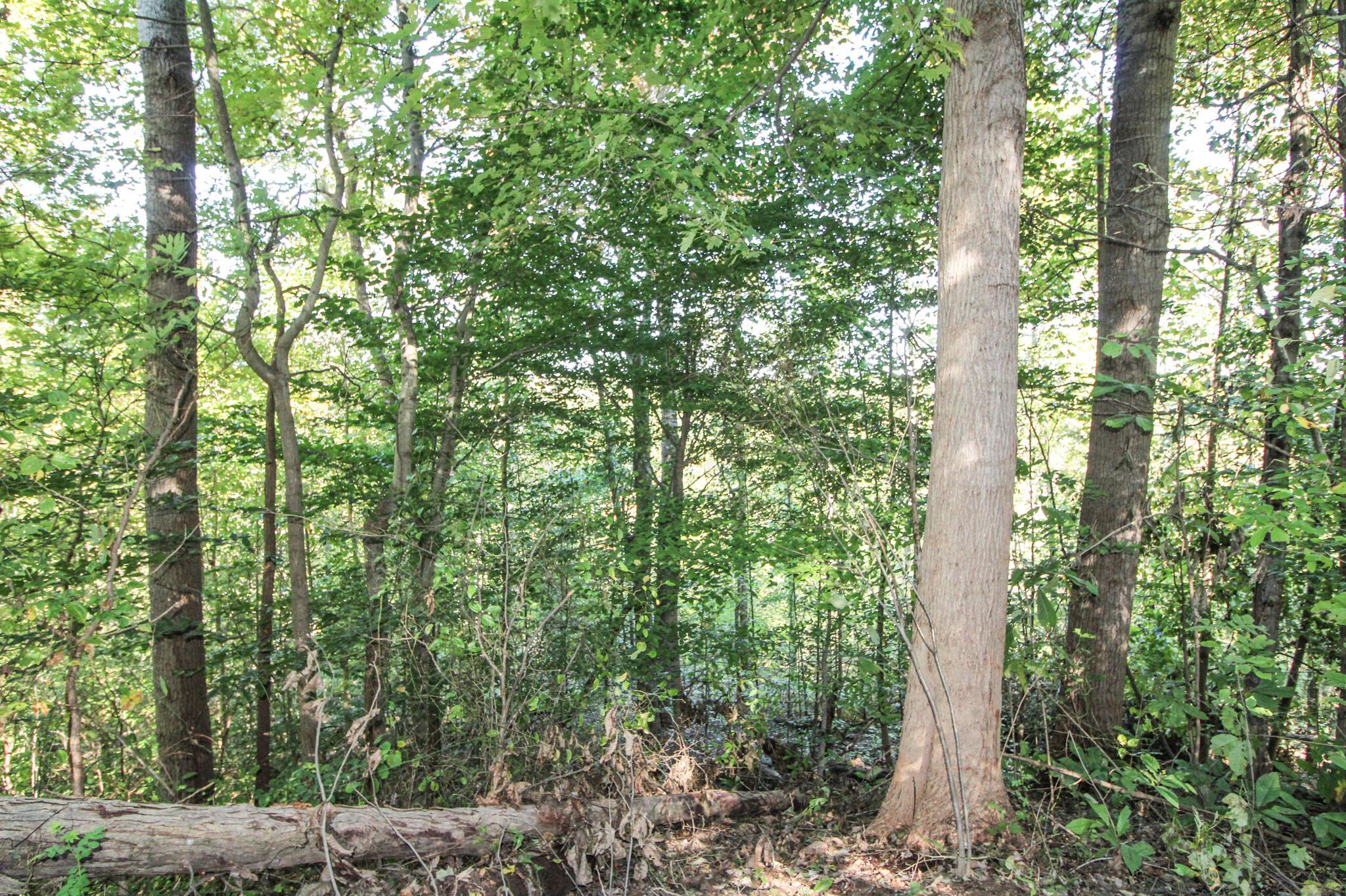 0 Mud Run Road Summerfield, OH 43788 - Photo 21 of 51 IMG_5447