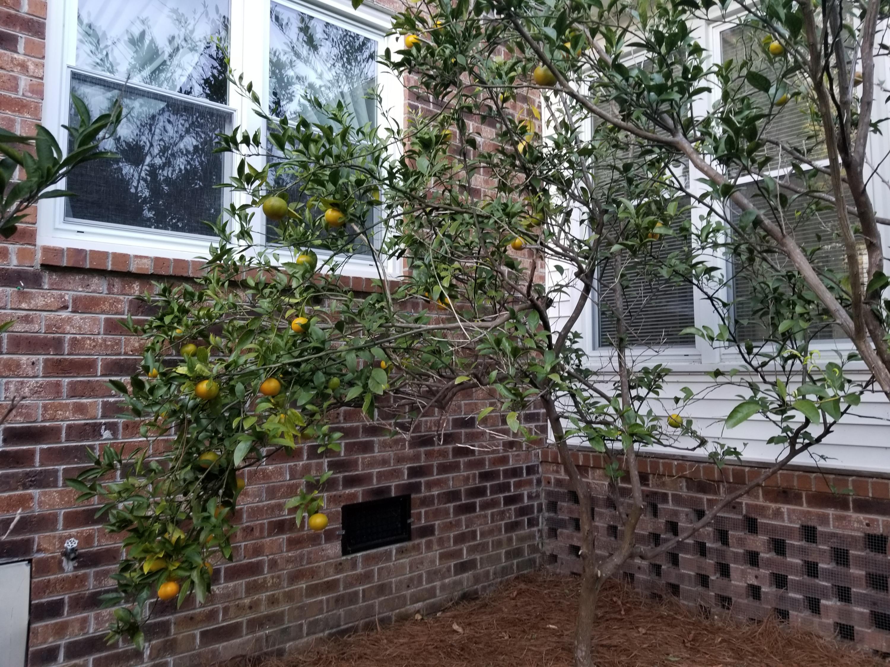29 Ripplemoor Lane Charleston, SC 29414 - Photo 63 of 63 20181031_172342