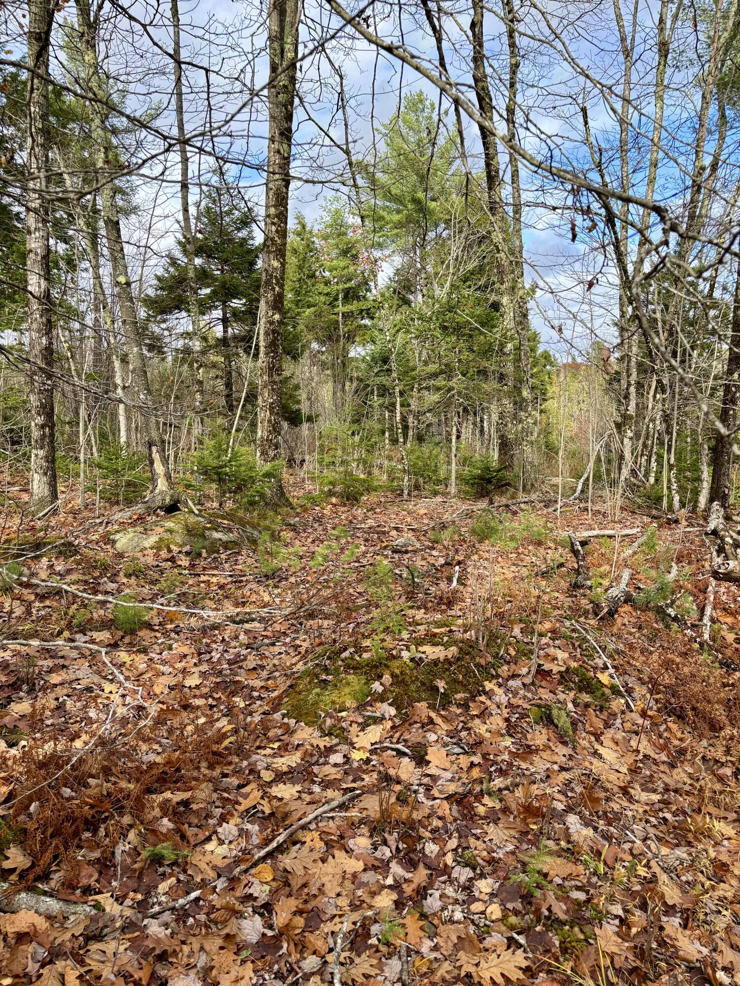 0 Millvale Road Bucksport, ME 04416 - Photo 1 of 4 IMG_5838