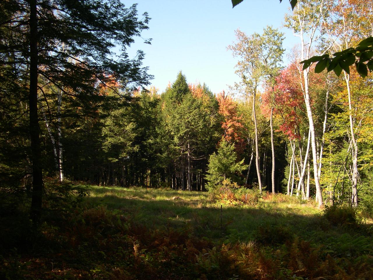 a view of yard