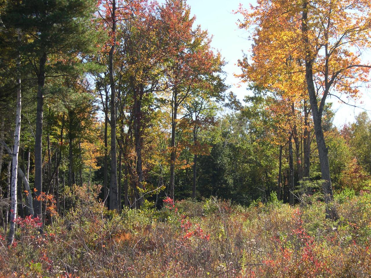 Lot #5 Algerie Road Becket, MA 01223 - Photo 2 of 9 a view of a yard with a tree
