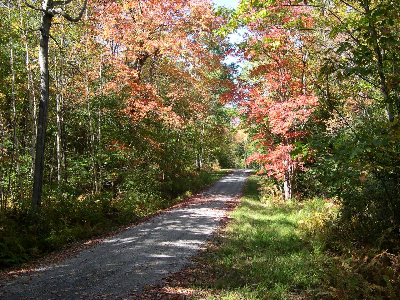 Lot #5 Algerie Road Becket, MA 01223 - Photo 5 of 9 a view of a yard with plants and large trees