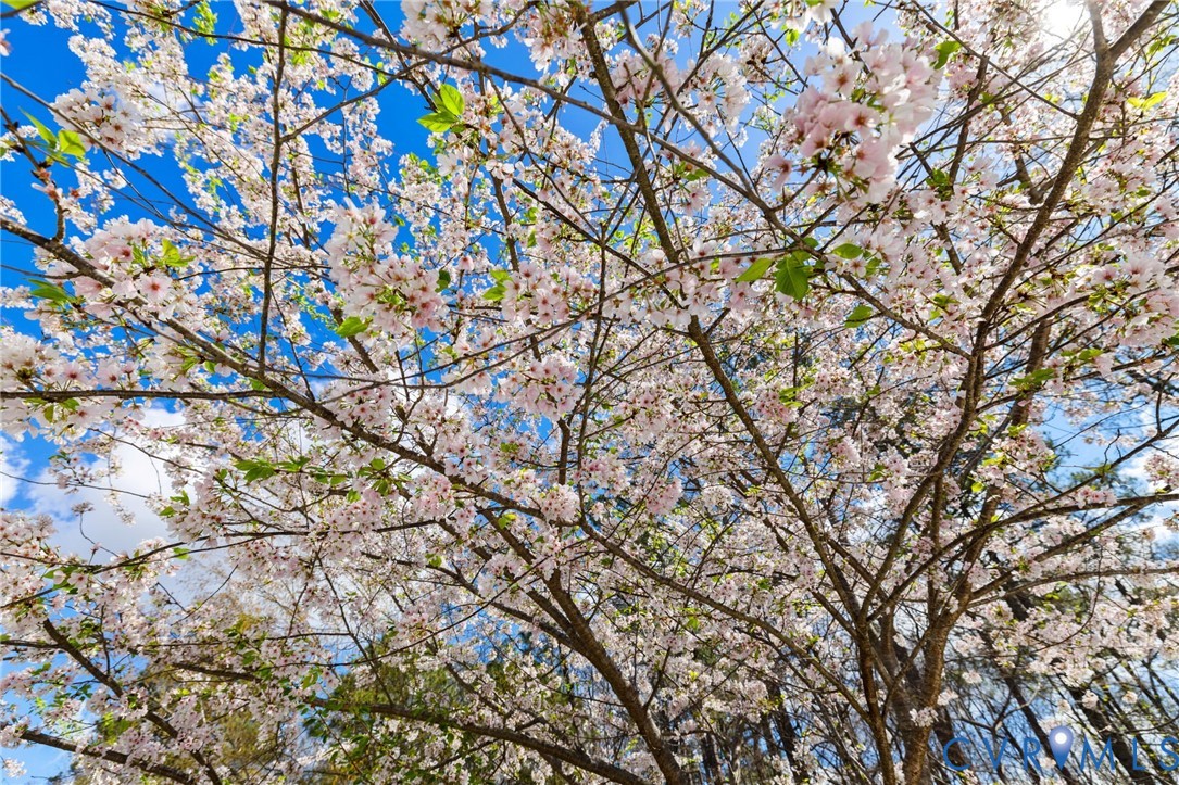 13301 Tipple Point Road Midlothian, VA 23114 - Photo 44 of 53