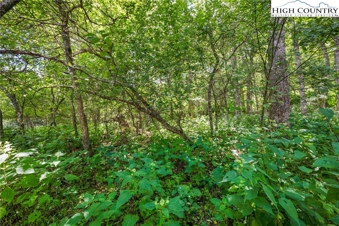 Lot 15 Boone Ridge Lane Boone, NC 28607 - Photo 12 of 16 a view of a lush green forest