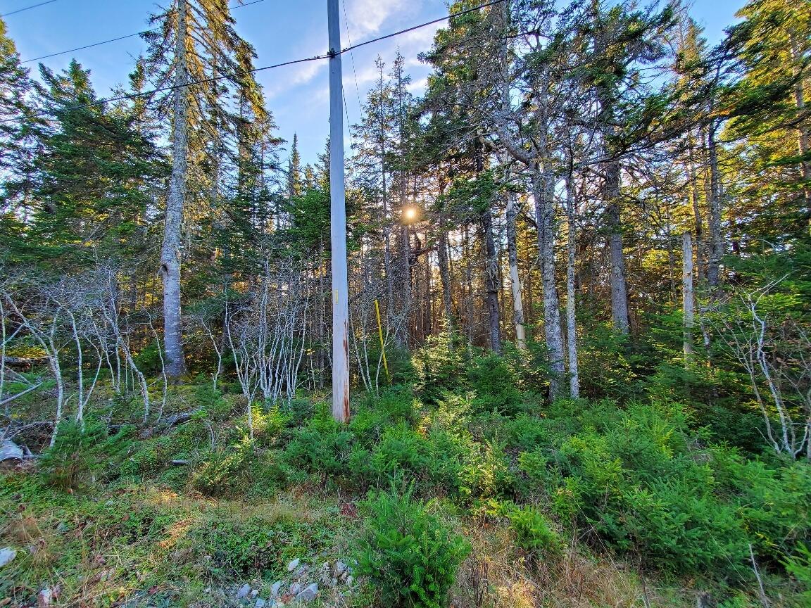 Lot 7 South Ocean Road Machiasport, ME 04655 - Photo 4 of 44 road front & power
