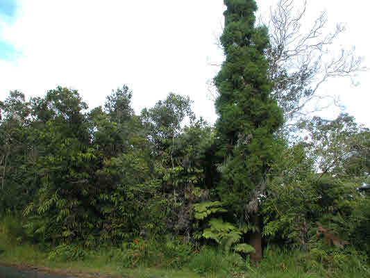 19-4264 Lot 175 Road Volcano, HI 96785 - Photo 3 of 9 Gallery Image 3