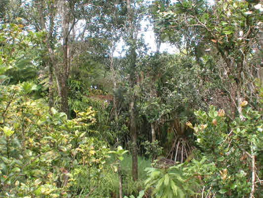 19-4264 Lot 175 Road Volcano, HI 96785 - Photo 8 of 9 Gallery Image 8