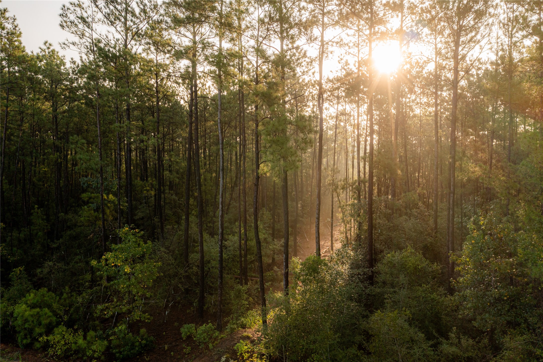 15702 Ridge Rock Road Willis, TX 77378 - Photo 16 of 19 a view of a forest