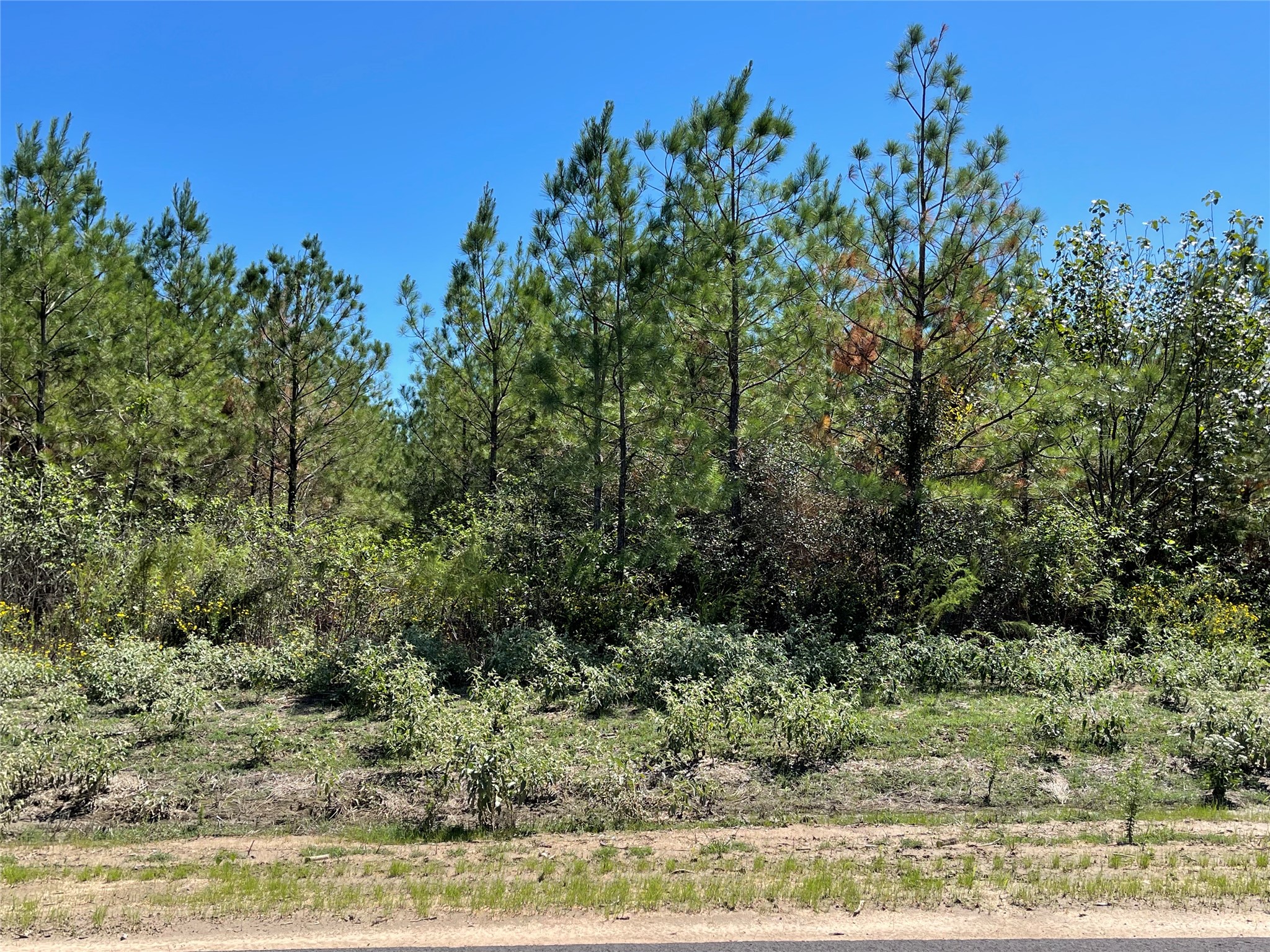 15702 Ridge Rock Road Willis, TX 77378 - Photo 5 of 19 a view of a yard with plants and a bench
