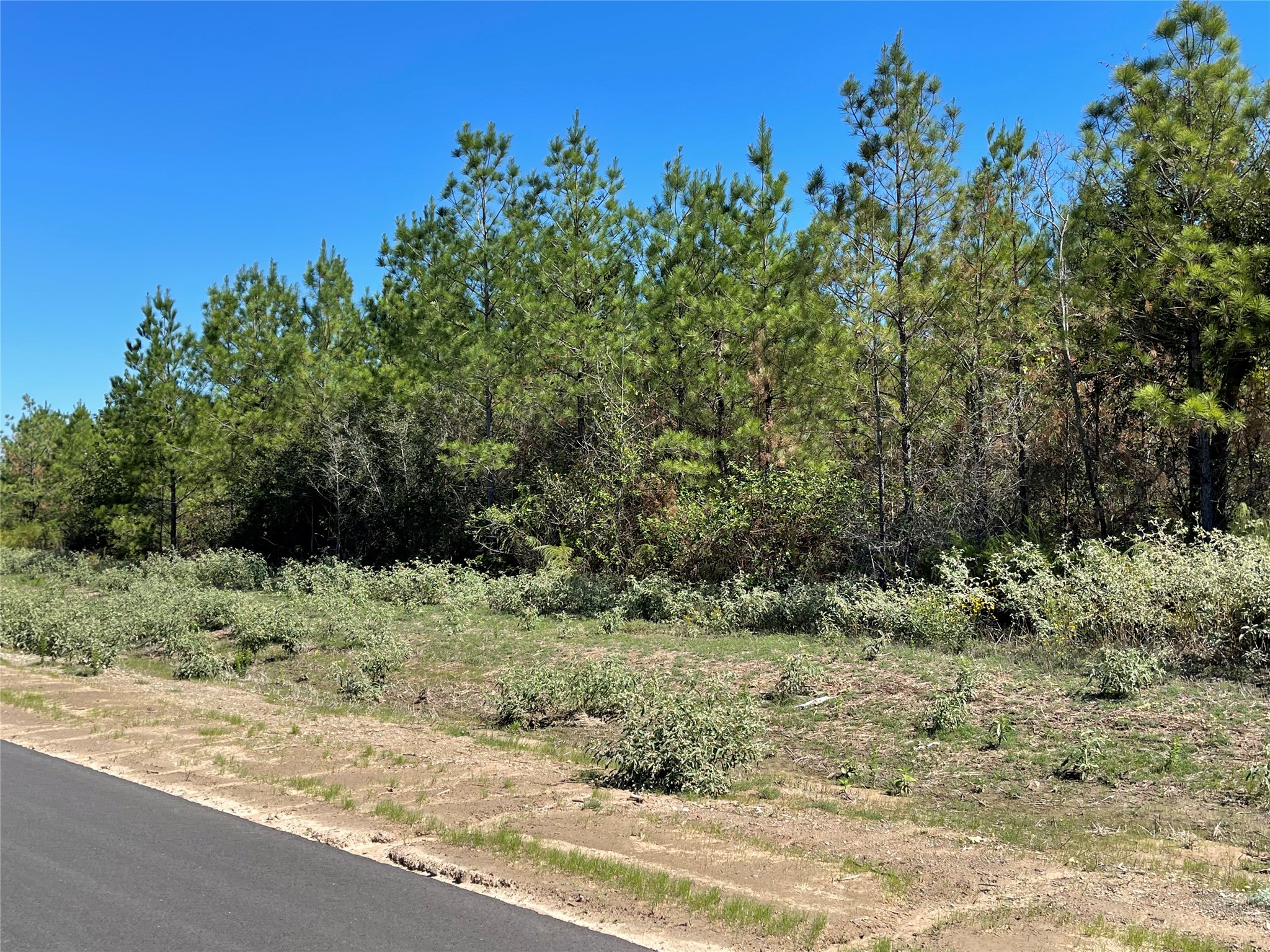 15702 Ridge Rock Road Willis, TX 77378 - Photo 6 of 19 a view of a yard with plants and tree