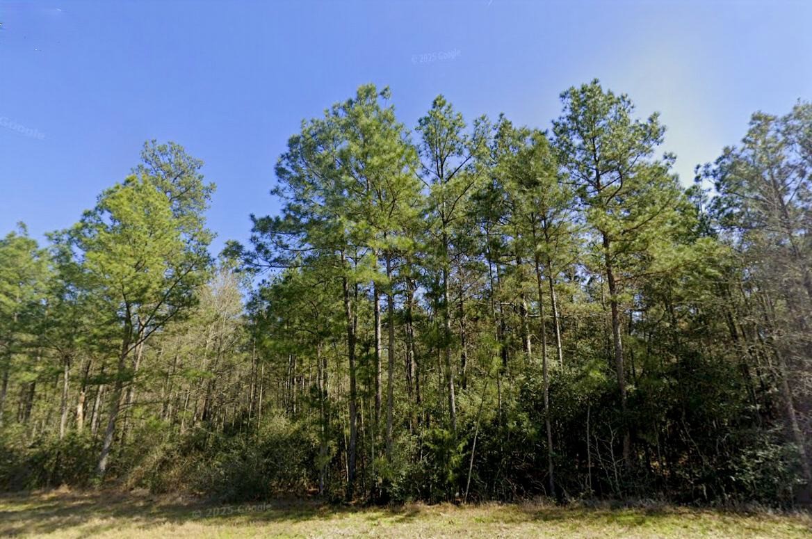 15702 Ridge Rock Road Willis, TX 77378 - Photo 8 of 19 a view of a yard