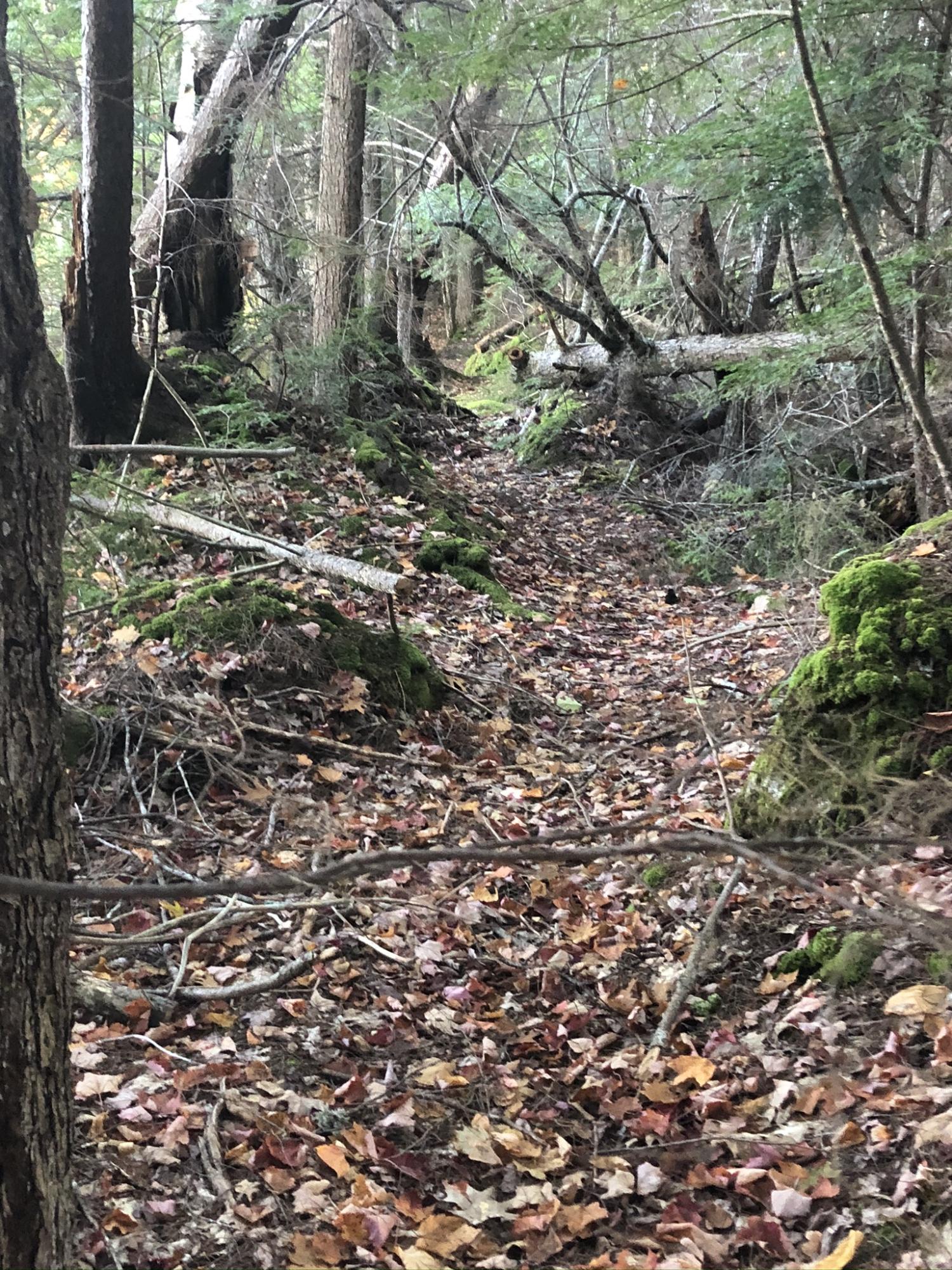 0 Fitts Mountain Road Dedham, ME 04429 - Photo 62 of 83 1B13CD30-63D9-481A-BD89-5047658BFB86