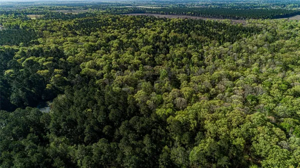 a view of a lush green forest with a lake and trees