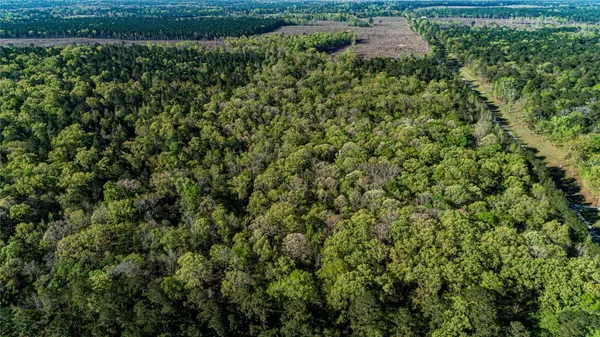 a view of a lush green forest with lots of trees