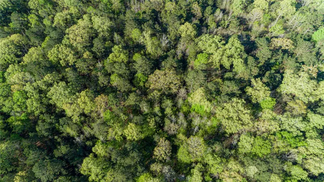 $196,586 | 0 Hwy 49 Jefferson Tx 75657, Jefferson, TX 75657