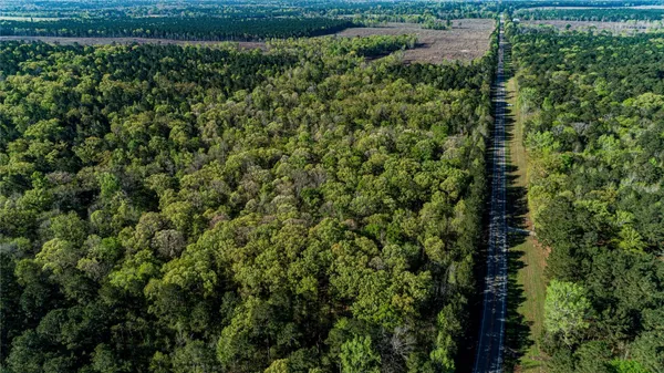 a view of a lush green forest