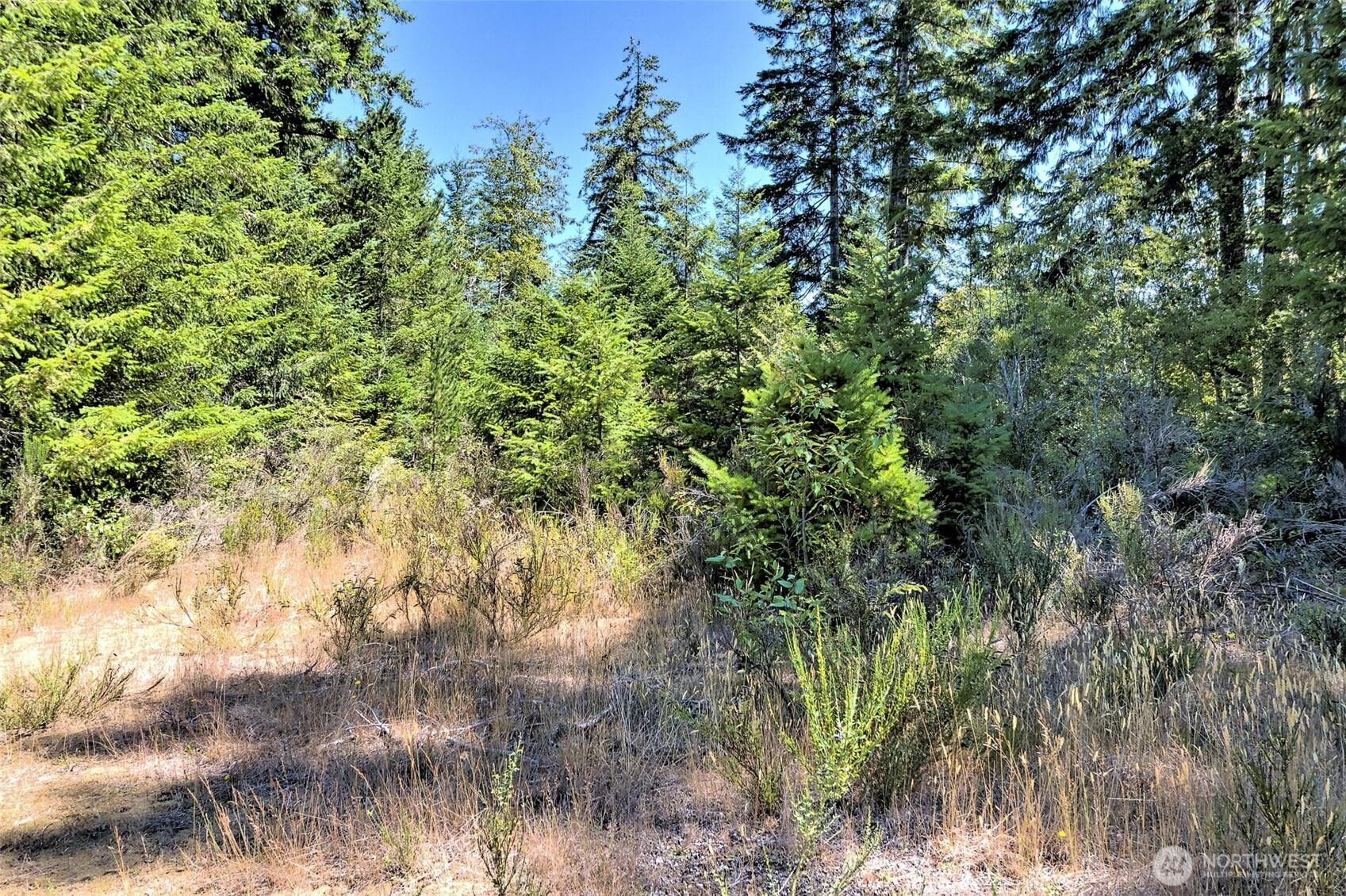 12-acres East Webb Hill Road Union, WA 98592 - Photo 6 of 12