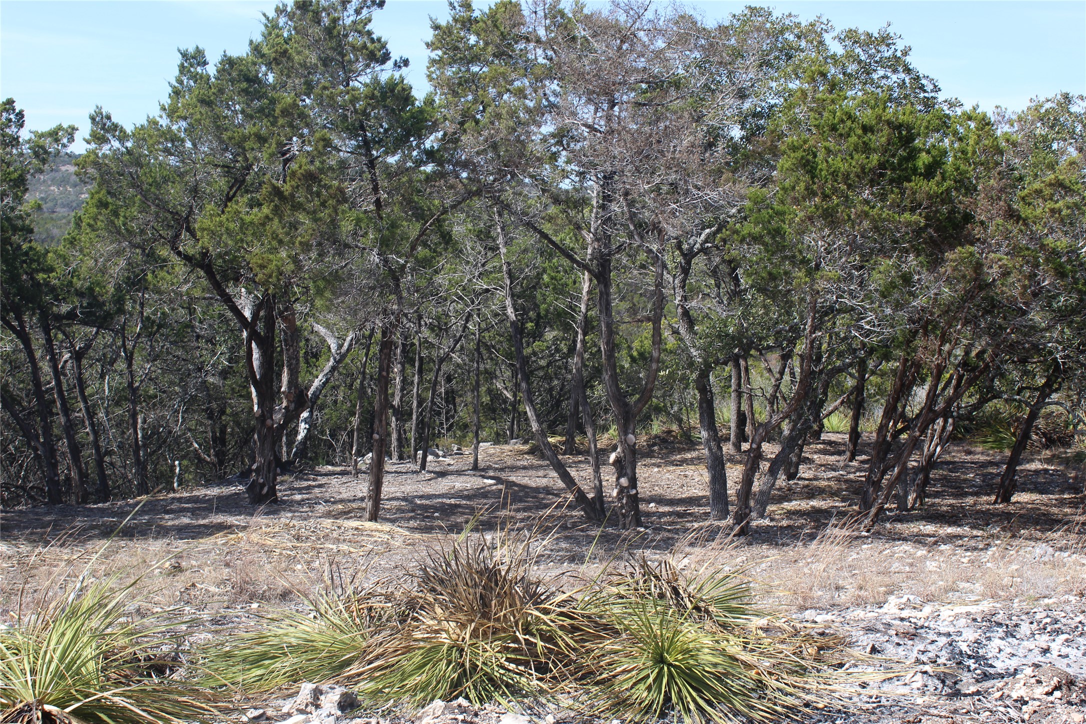 2102 Montell Road Wimberley, TX 78676 - Photo 4 of 18