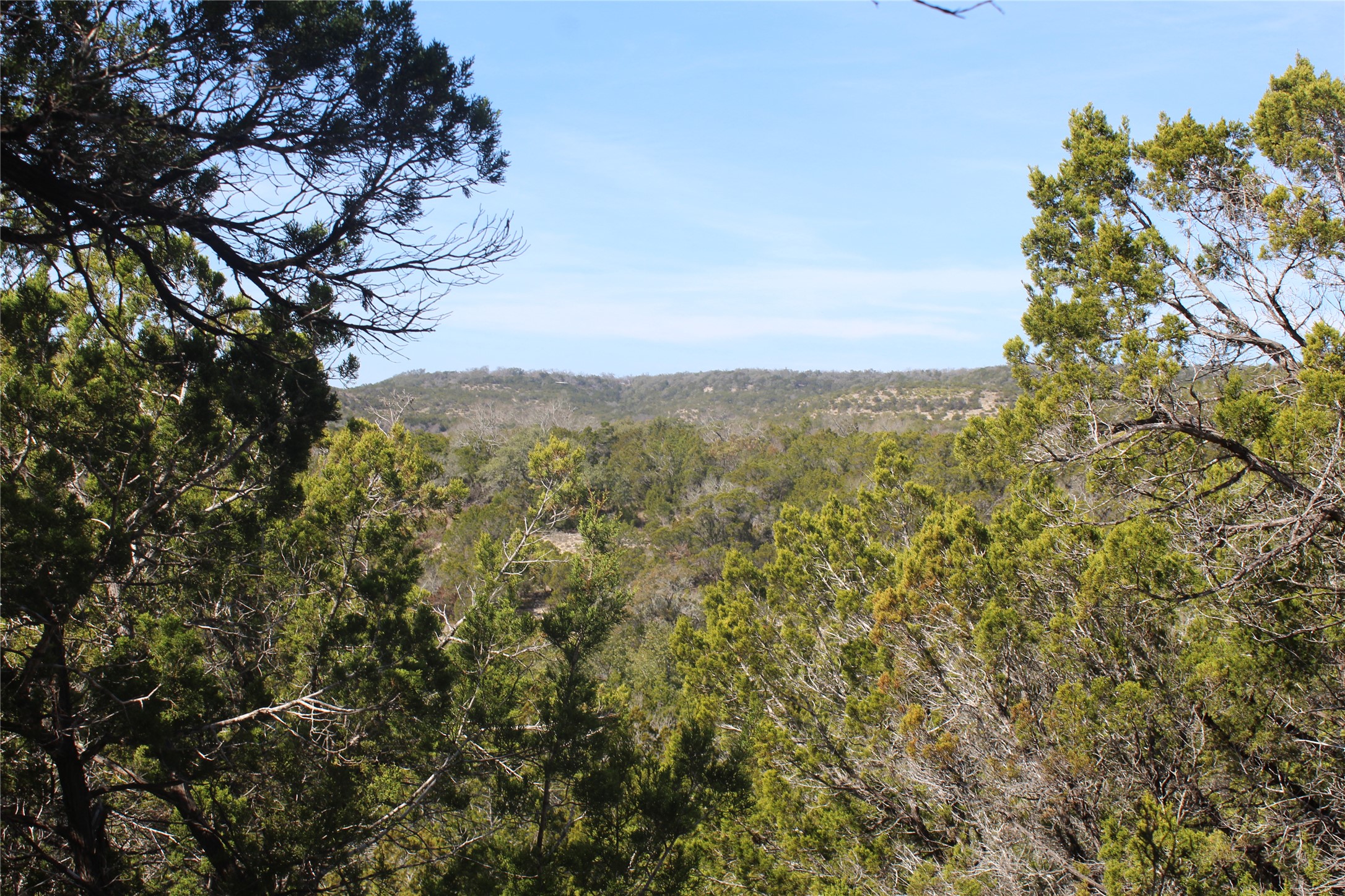 2102 Montell Road Wimberley, TX 78676 - Photo 6 of 18 a view of a large trees with lots of trees