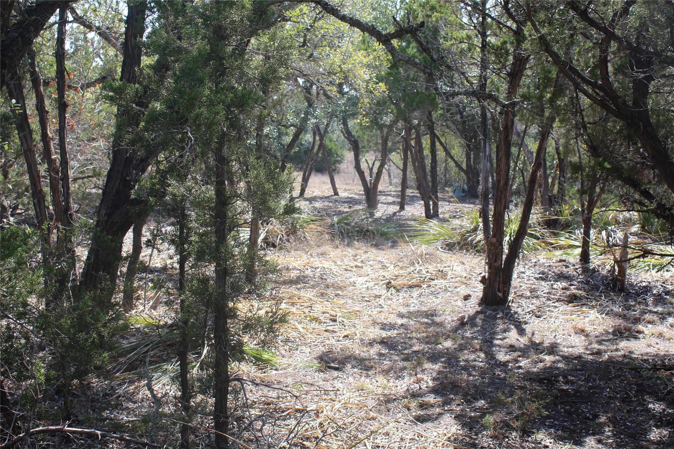 2102 Montell Road Wimberley, TX 78676 - Photo 7 of 18 a view of a trees with a tree