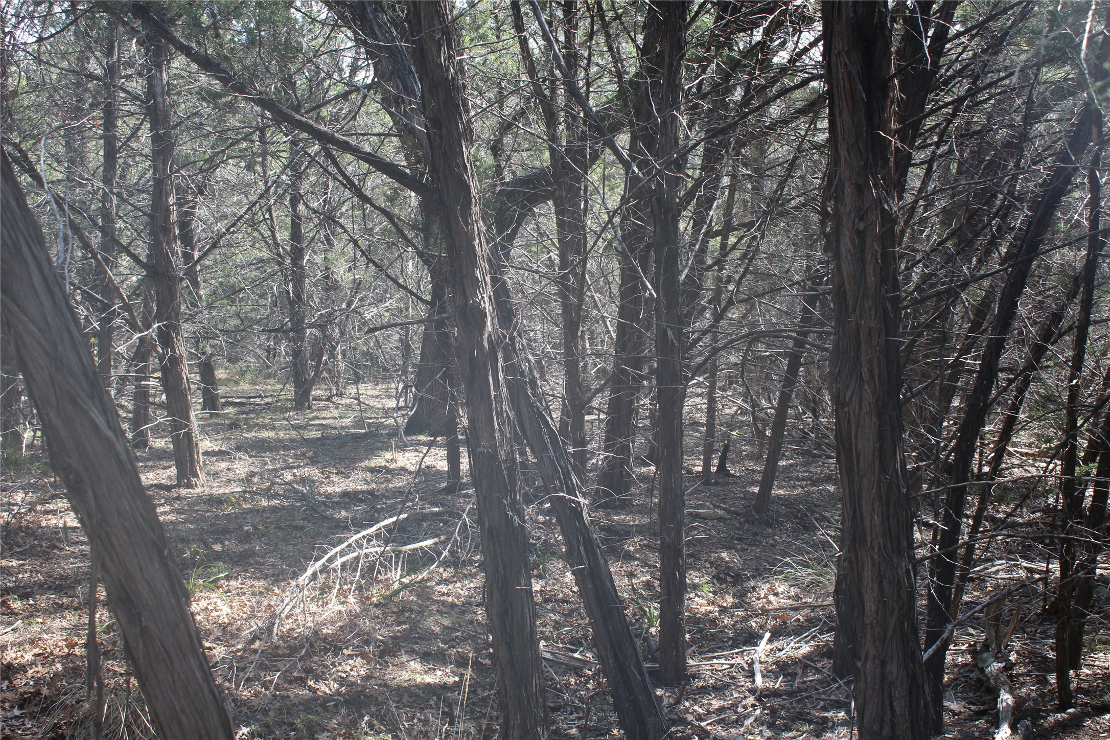 2102 Montell Road Wimberley, TX 78676 - Photo 9 of 18 a yard with tall trees