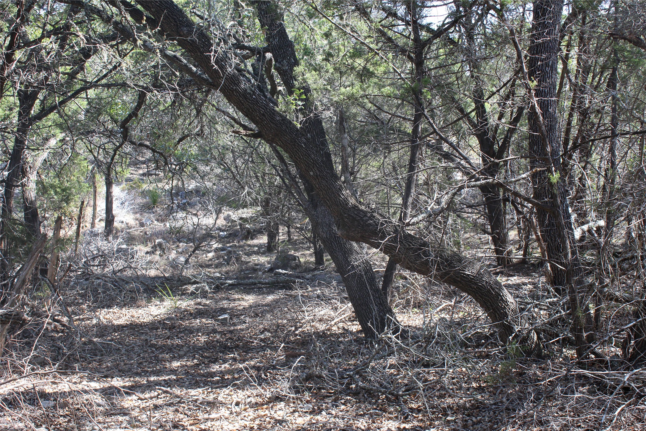 2102 Montell Road Wimberley, TX 78676 - Photo 10 of 18 a view of tree