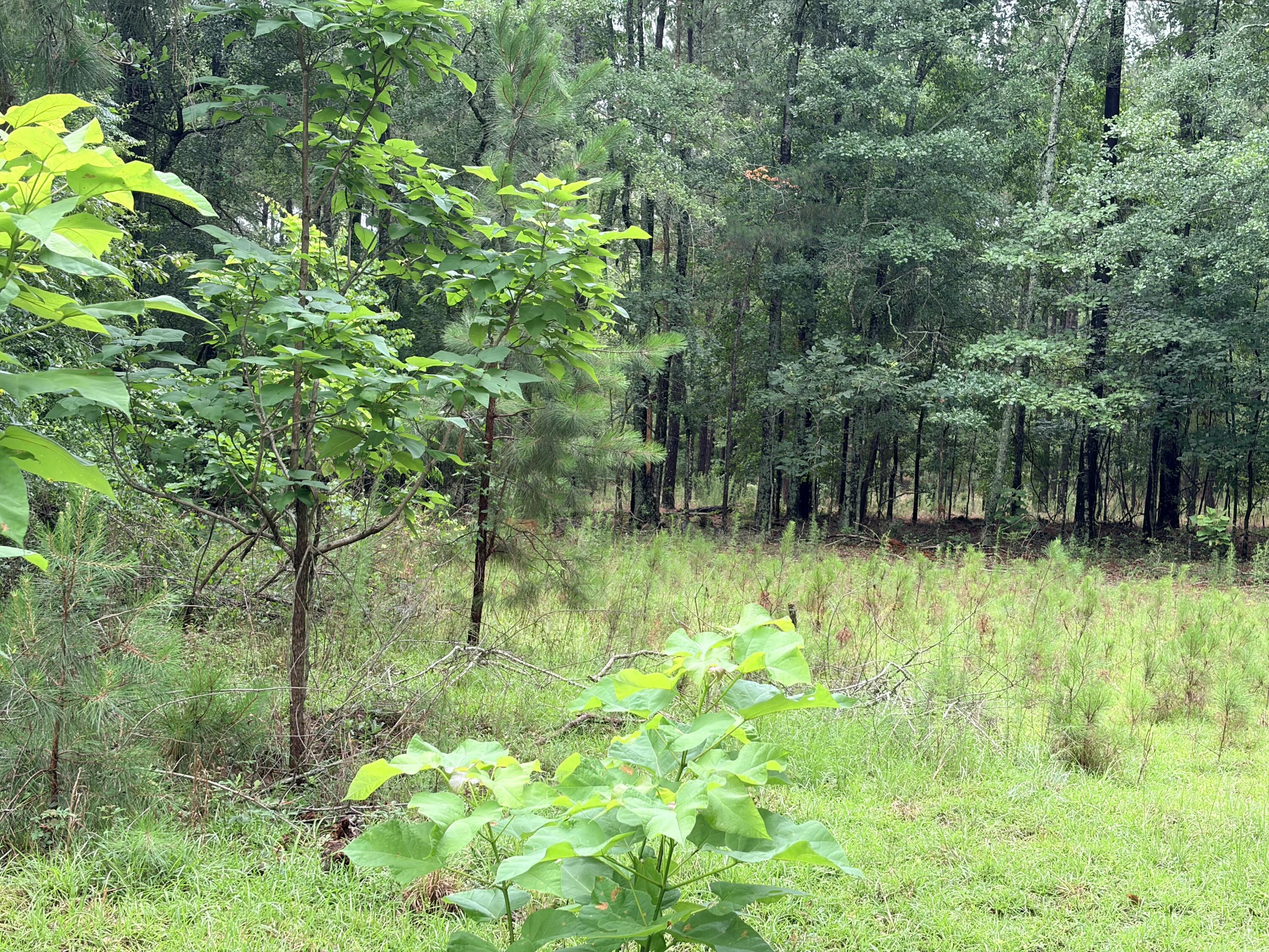 1147 Boiling Springs Road Barnwell, SC 29812 - Photo 13 of 50