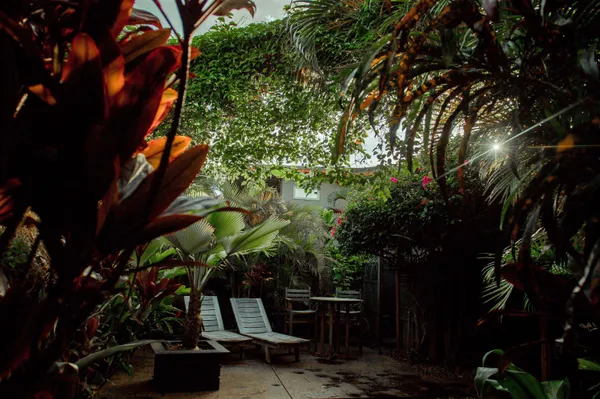 a view of a backyard with plants
