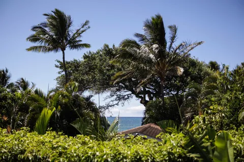 a plant that is in a garden