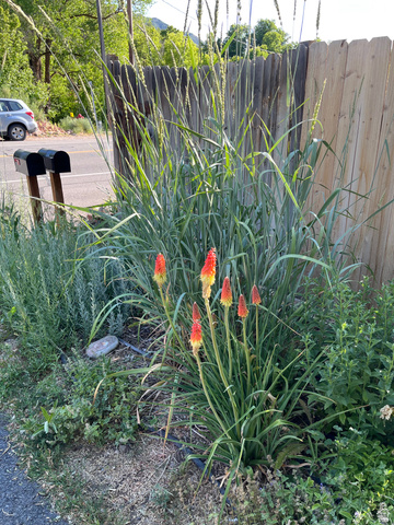5101 Emigration Canyon Road Salt Lake City, UT 84108 - Photo 2 of 33 Landscaped border featuring vibrant red-orange flowers and tall ornamental grasses