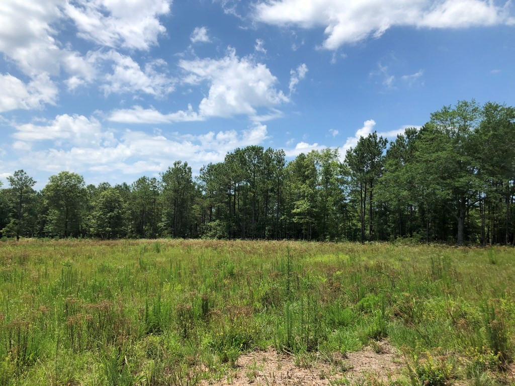 6.33-acres Implement Road Aiken, SC 29803 - Photo 5 of 18