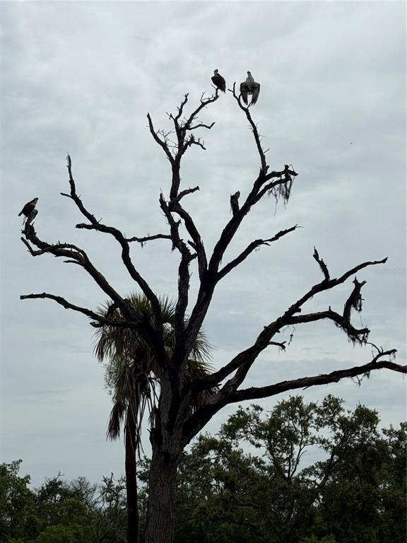 912 Piney Point Road Palmetto, FL 34221 - Photo 8 of 10 a picture of a tree