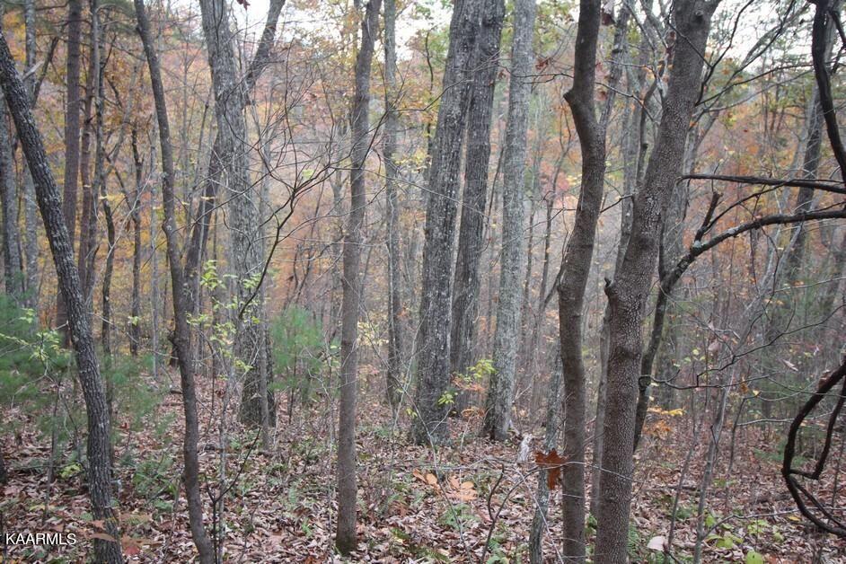 1141 Reagan Springs Road Townsend, TN 37882 - Photo 5 of 12 05