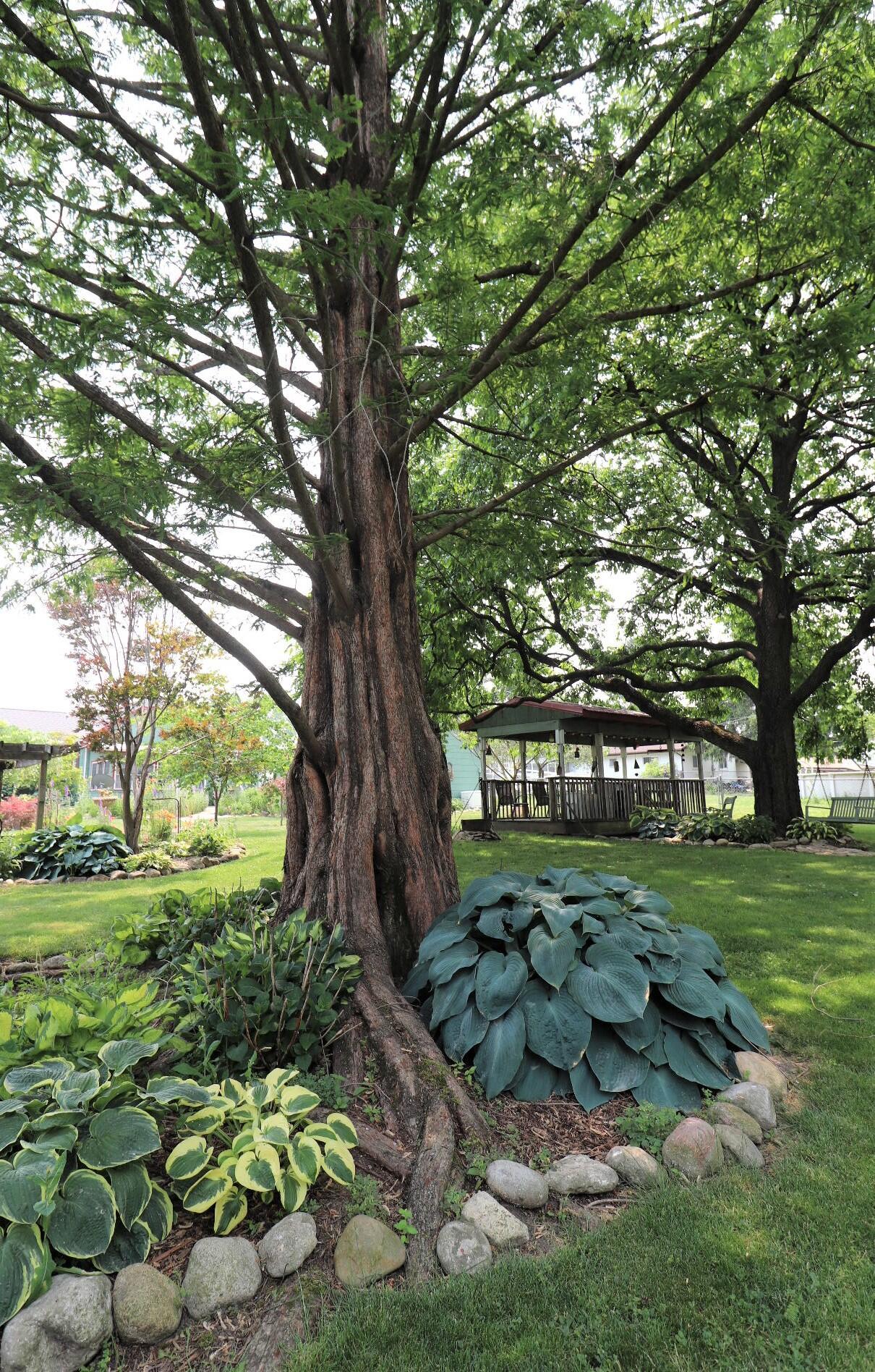 138 Marilla Road Columbus, OH 43207 - Photo 53 of 87 Mature Dawn Redwood Tree