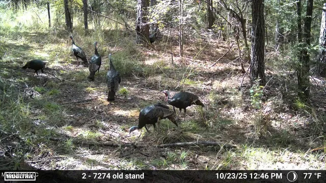 $400,000 | Union Church Road, Meadville, MS 39653