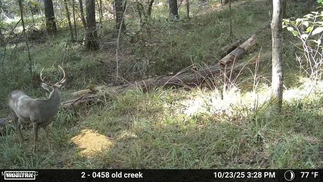 $400,000 | Union Church Road, Meadville, MS 39653