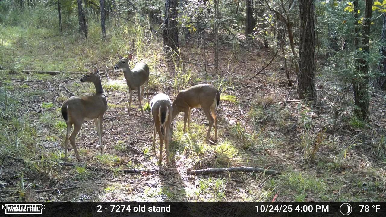 Union Church Road Meadville, MS 39653 - Photo 10 of 14 2742430-20251024222800-100MFCAM_MFDC0408